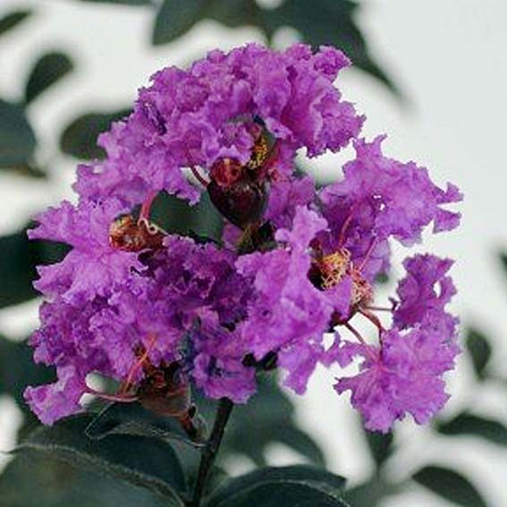 LAGERSTROEMIA indica Violet...