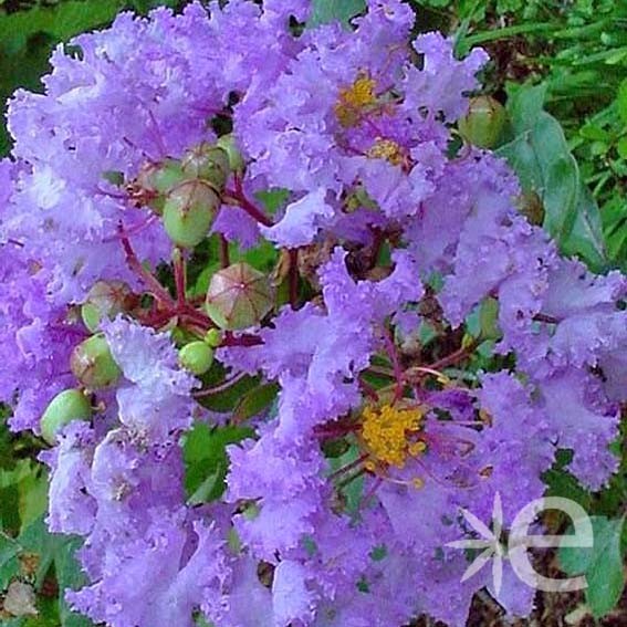 LAGERSTROEMIA indica...