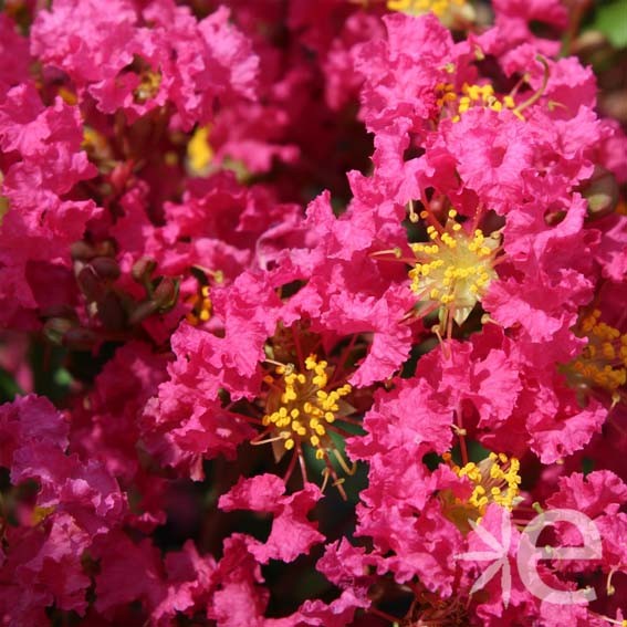 LAGERSTROEMIA indica Pink...