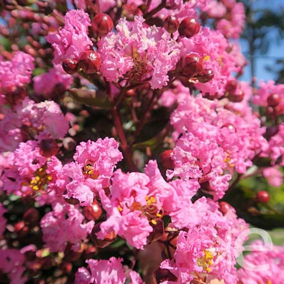 LAGERSTROEMIA indica...