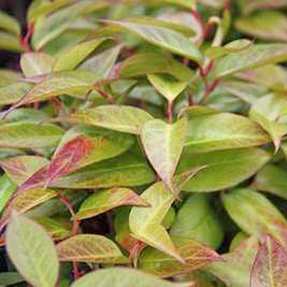 LEUCOTHOE  fontanesiana...