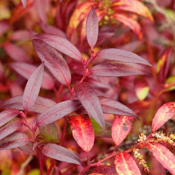 LEUCOTHOE  walteri Royal...