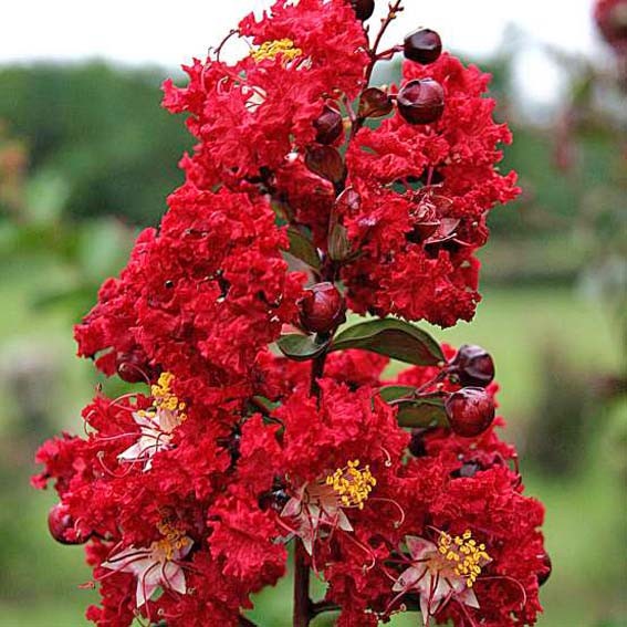 LAGERSTROEMIA indica Red...