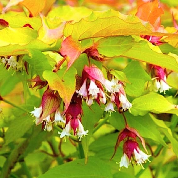 LEYCESTERIA formosa Golden...