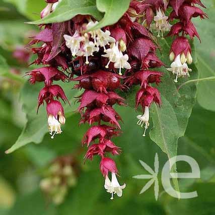 LEYCESTERIA formosa Purple...