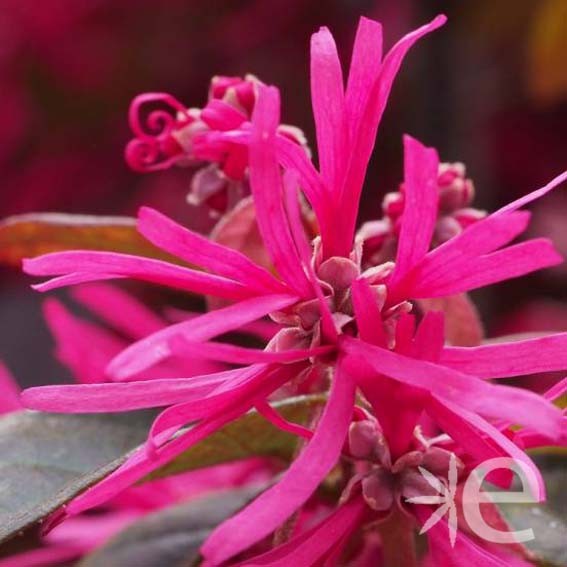 LOROPETALUM chinense Black...