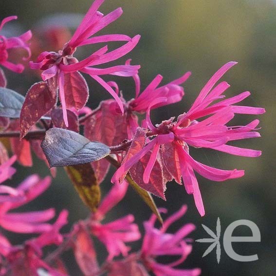 LOROPETALUM chinense Fire...