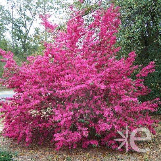 LOROPETALUM chinense Pipa's...