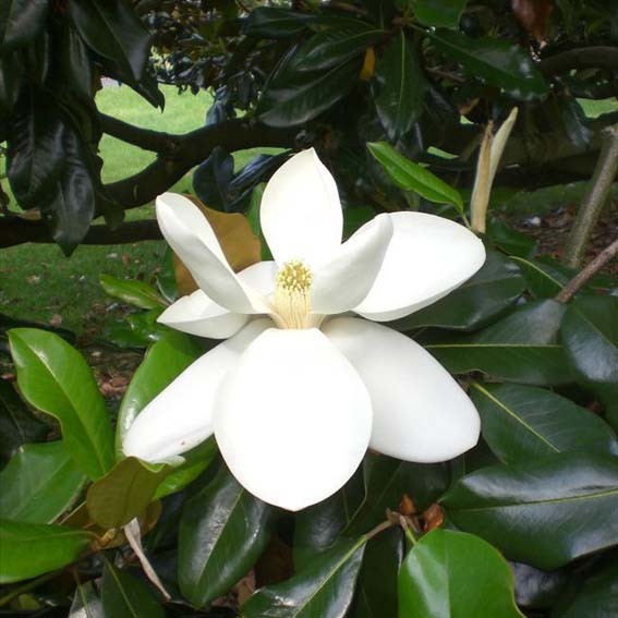 MAGNOLIA grandiflora...