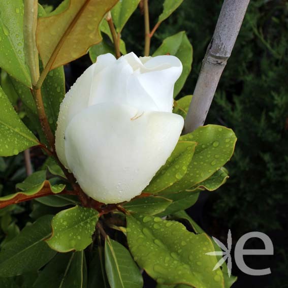 MAGNOLIA grandiflora Little...