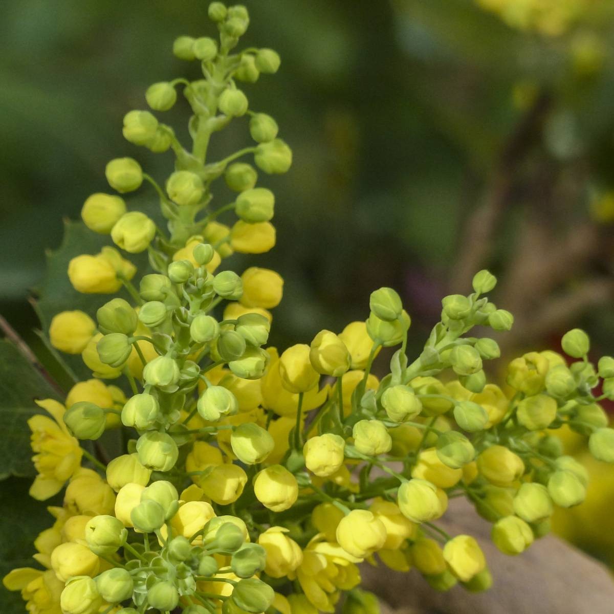 MAHONIA x media Winter Sun...