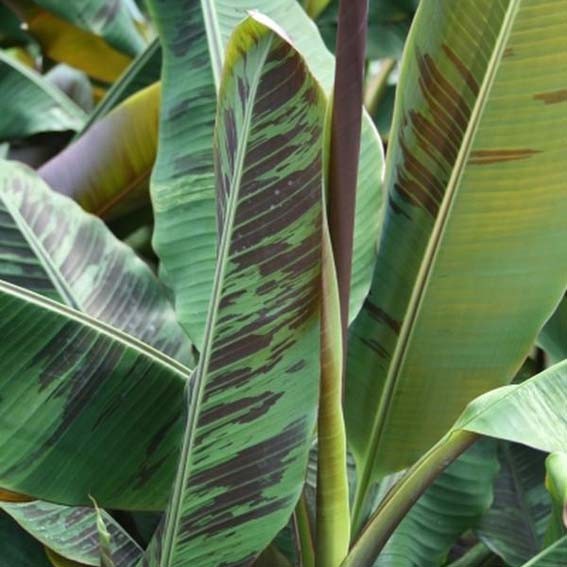 MUSA acuminata dwarf...