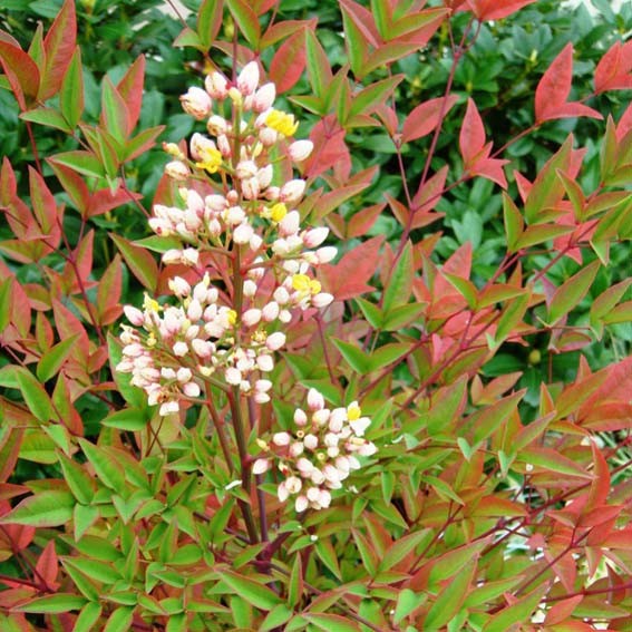 NANDINA domestica  CTR 3L