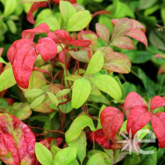 NANDINA domestica Fire...