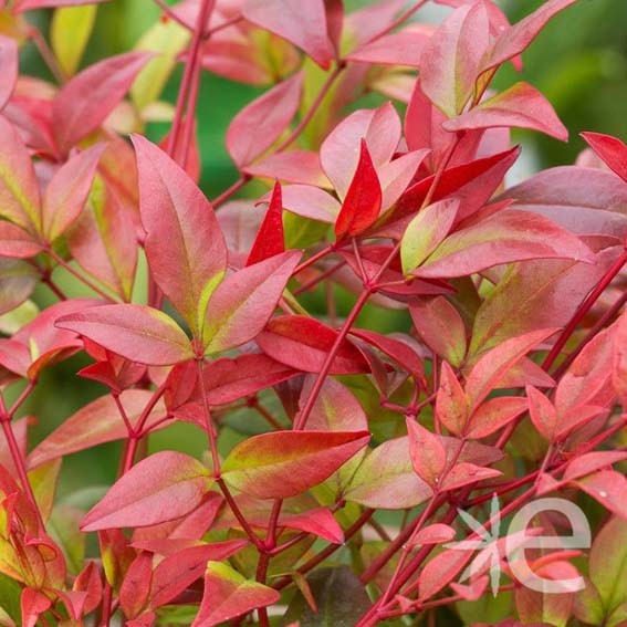 NANDINA domestica Gulf...