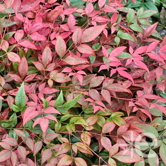 NANDINA domestica Obsessed...