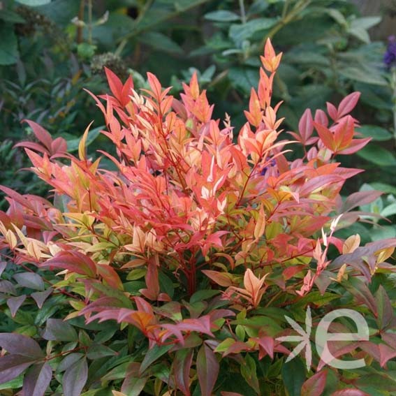 NANDINA domestica Summer...