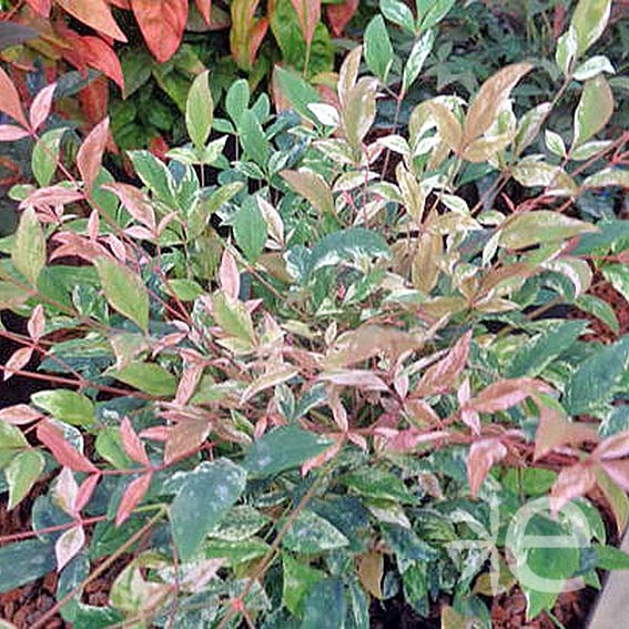 NANDINA domestica Twilight...