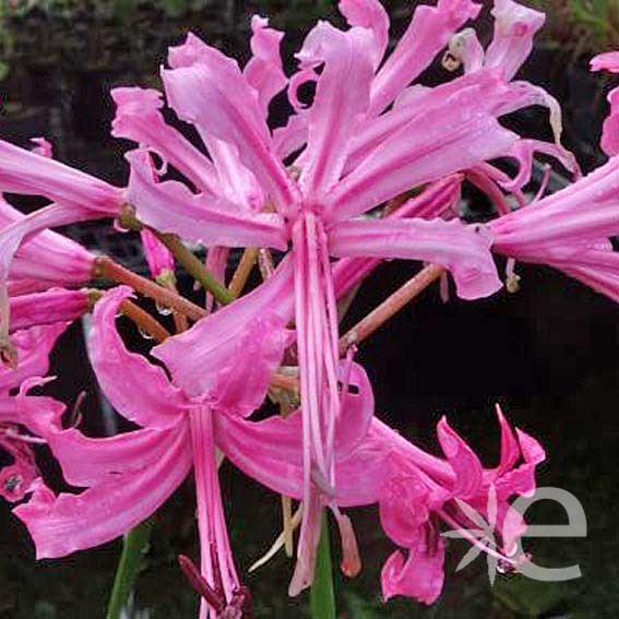 NERINE bowdenii  CTR 3L