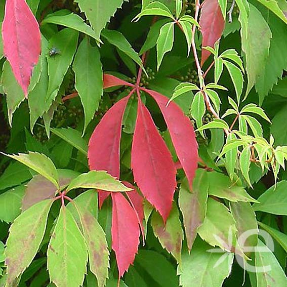 PARTHENOCISSUS quinquefolia...