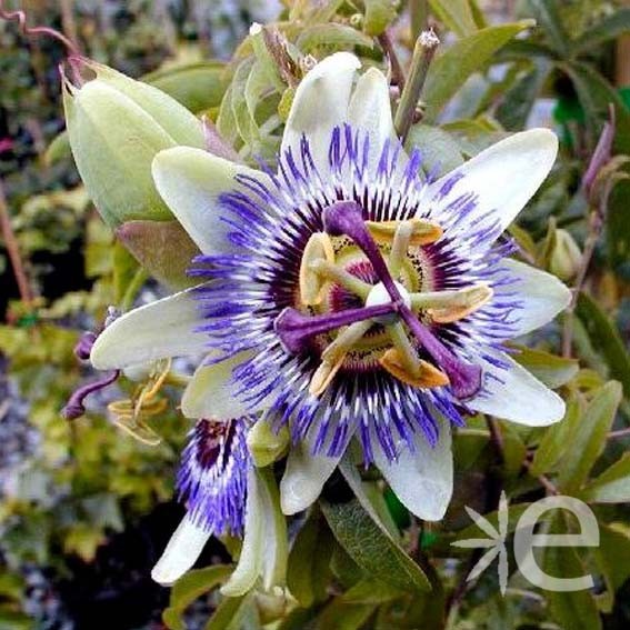 PASSIFLORE CAERULEA. Le pot de 3 litres : Plantes grimpantes BOTANIC jardin  - botanic®