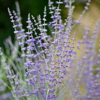 PEROVSKIA atriplicifolia...