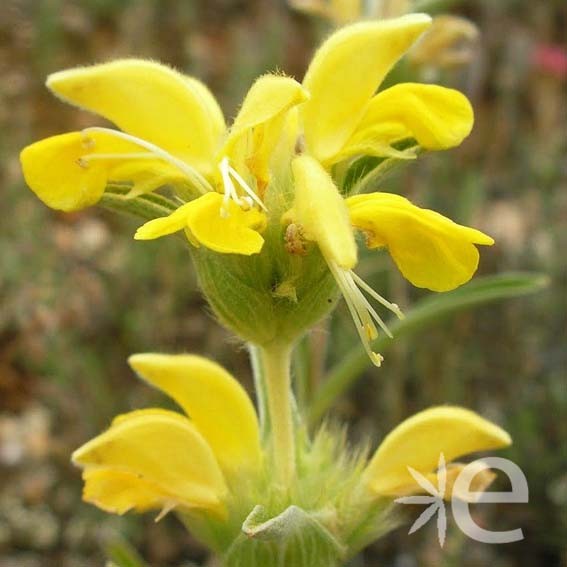 PHLOMIS fruticosa Bourgaei...