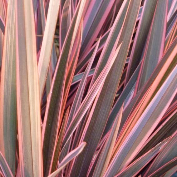 PHORMIUM tenax Amazing Red...