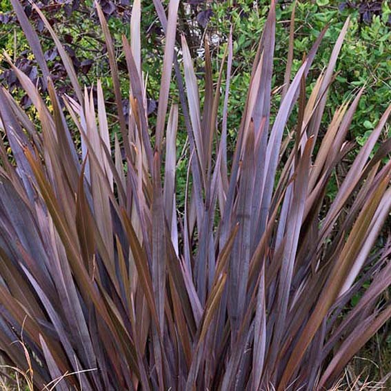 PHORMIUM tenax...