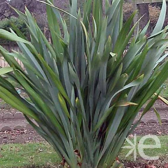 PHORMIUM tenax  CTR 3L