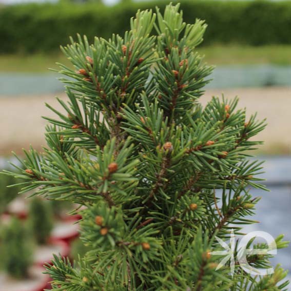 PICEA glauca Conica CTR 3L