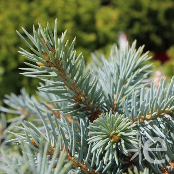 PICEA pungens Glauca...