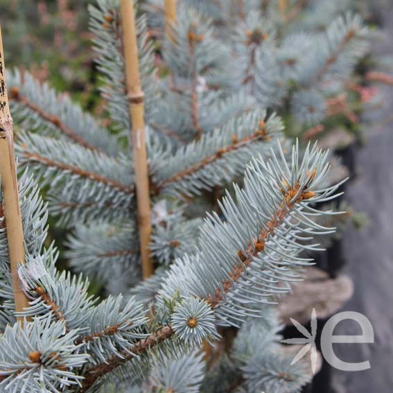 PICEA pungens Hoopsii CTR 4L