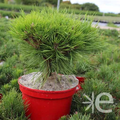 PINUS densiflora Low Glow...