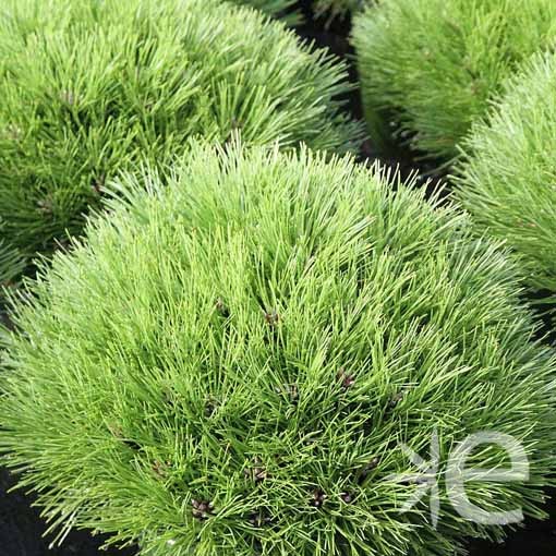 PINUS  Marie Bregeon CTR 3L