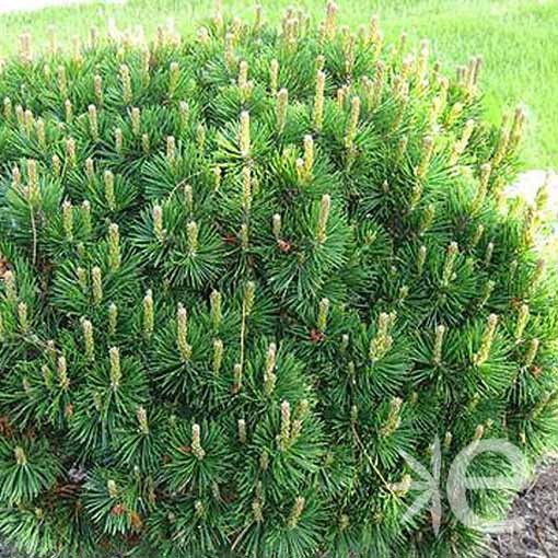 PINUS mugo Mughus CTR 3L