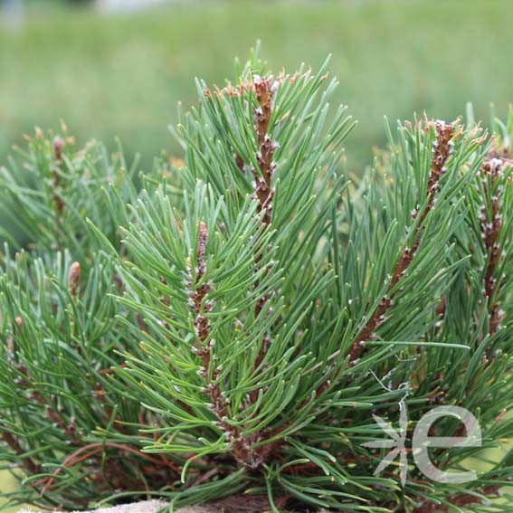 PINUS mugo Pumilo CTR 3L