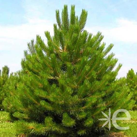 PINUS nigra austriaca  CTR 4L