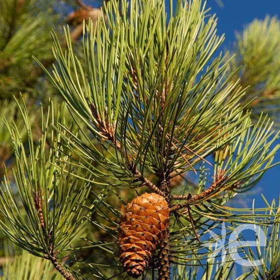 PINUS pinaster  CTR 4L