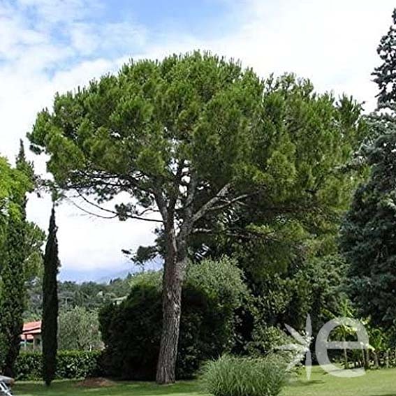 PINUS pinea  CTR 4L