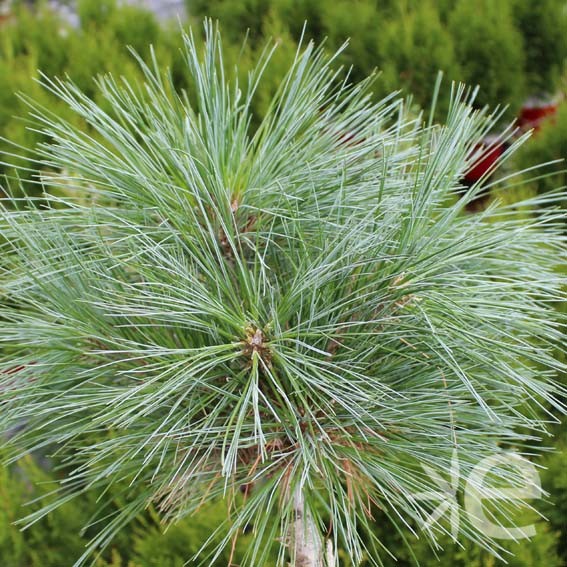 PINUS strobus Nana CTR 3L