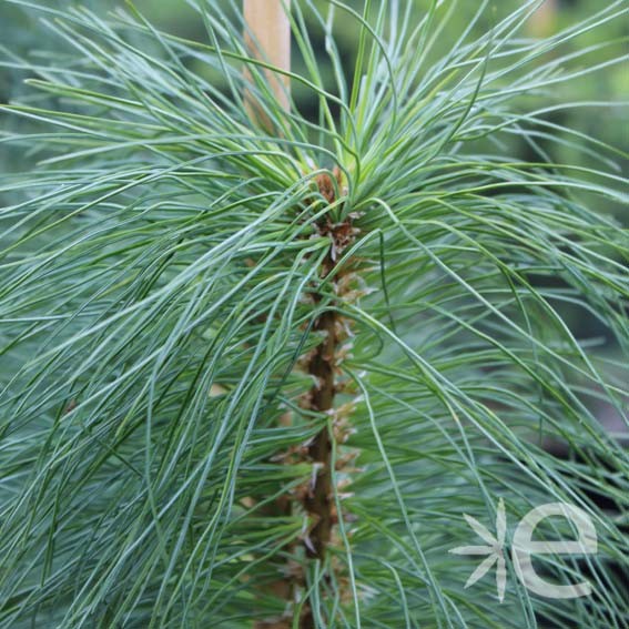 PINUS strobus  CTR 4L