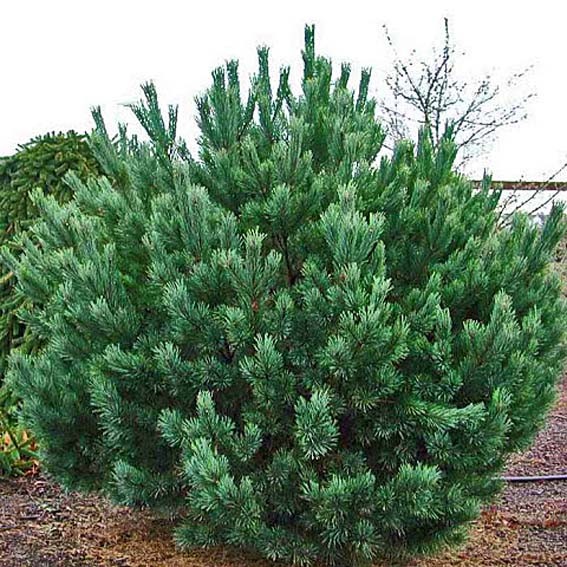 PINUS sylvestris Nana CTR 3L