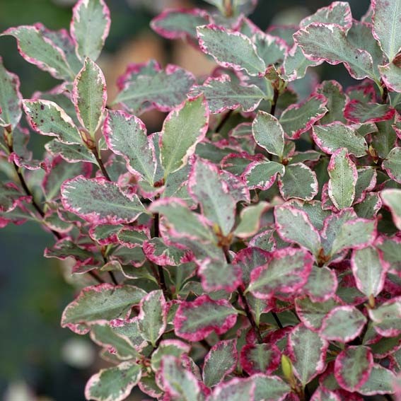 PITTOSPORUM tenuifolium...