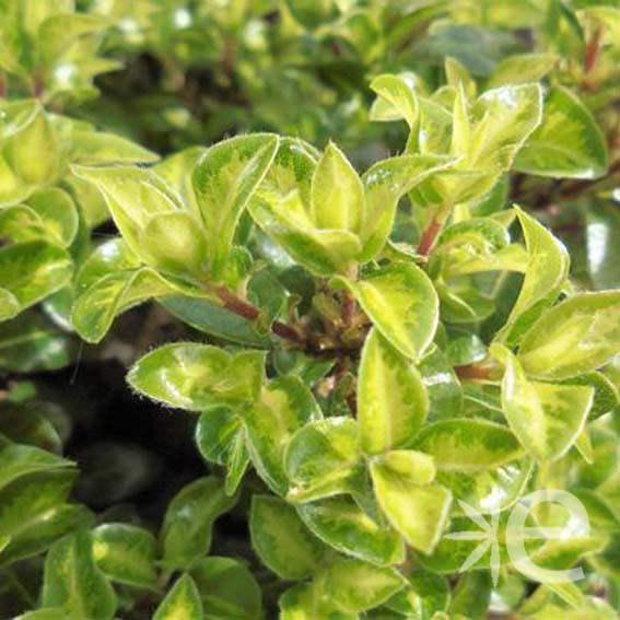 PITTOSPORUM tenuifolium...