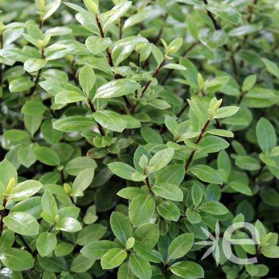 PITTOSPORUM tenuifolium...