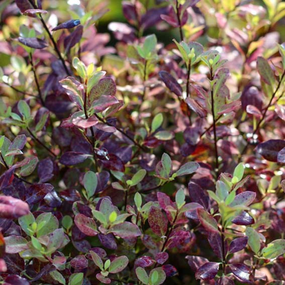 PITTOSPORUM tenuifolium Tom...