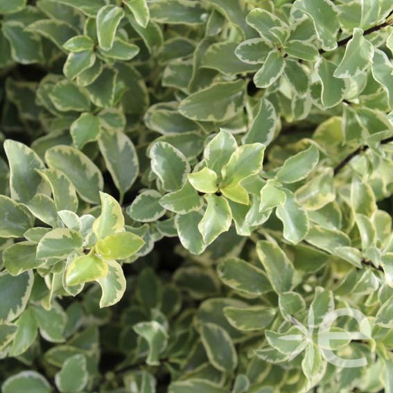 PITTOSPORUM tenuifolium...