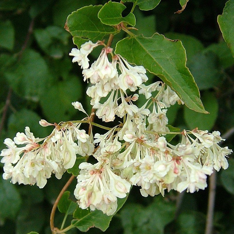 POLYGONUM aubertii  CTR 3L