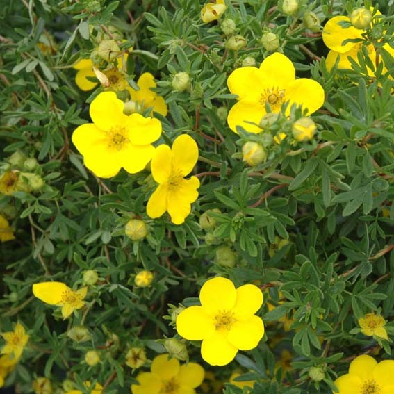 POTENTILLA fruticosa...